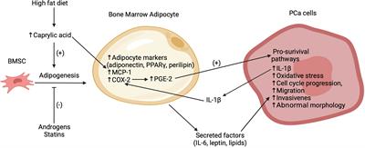 Adipocyte-Cancer Cell Interactions in the Bone Microenvironment